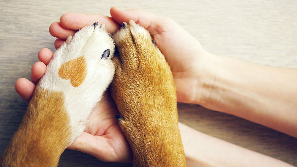 Two human hands gently hold two dog paws, akin to a caring veterinarian's touch. One paw has a small heart-shaped patch of fur. The background is a light wooden surface.