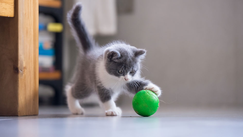 A small gray and white kitten plays with a bright green ball on a smooth floor indoors, as if preparing for its vet-approved exercise routine. The kitten is focused on the ball, with one paw gently touching it, and its tail raised high in excitement.