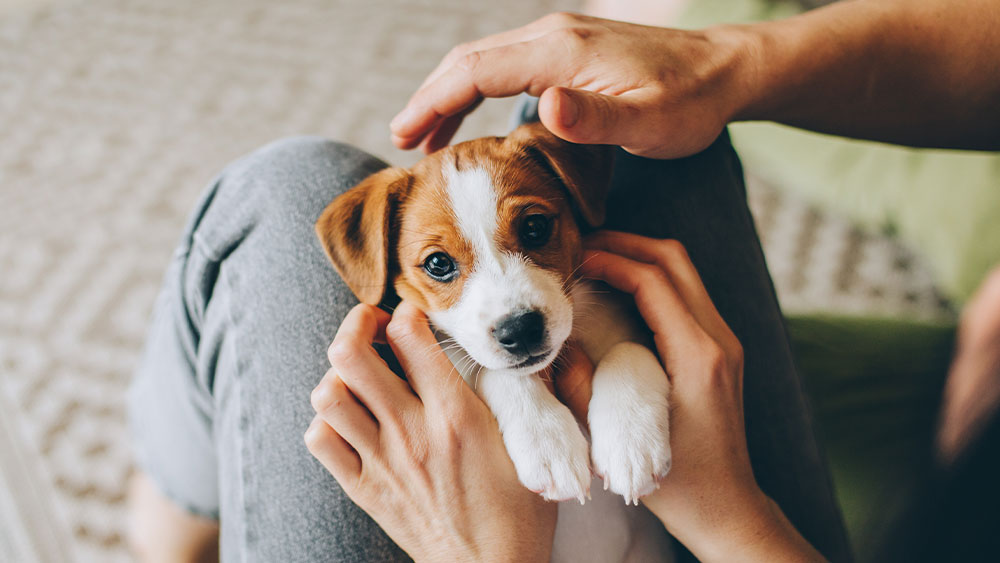 A small brown and white puppy with floppy ears is cradled in a person's lap, gently held by someone who could be a veterinarian. The puppy gazes directly at the camera with a curious expression, perhaps after its first vet visit.