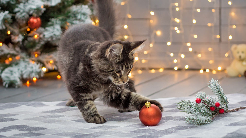 A fluffy gray cat bats at a red Christmas ornament on a patterned rug, its playful antics sure to entertain any visiting veterinarian. In the background, a decorated Christmas tree and twinkling string lights enhance the festive atmosphere.