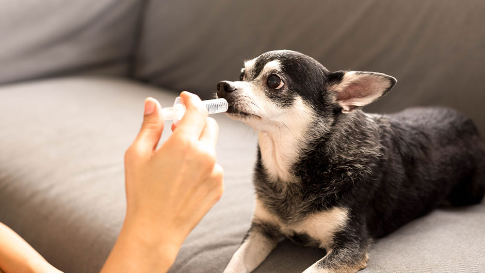 A small black and white dog is sitting on a couch, calmly receiving liquid medication from a syringe held by a veterinarian's hand. The dog appears at ease, looking attentively at the syringe.