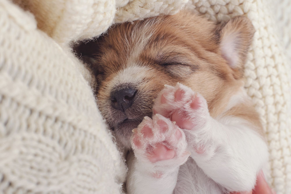 A small, brown and white puppy is sleeping soundly, nestled in a cozy cream-colored knitted blanket. With its tiny paws visible and eyes gently shut, this heartwarming scene could melt any veterinarian's heart.