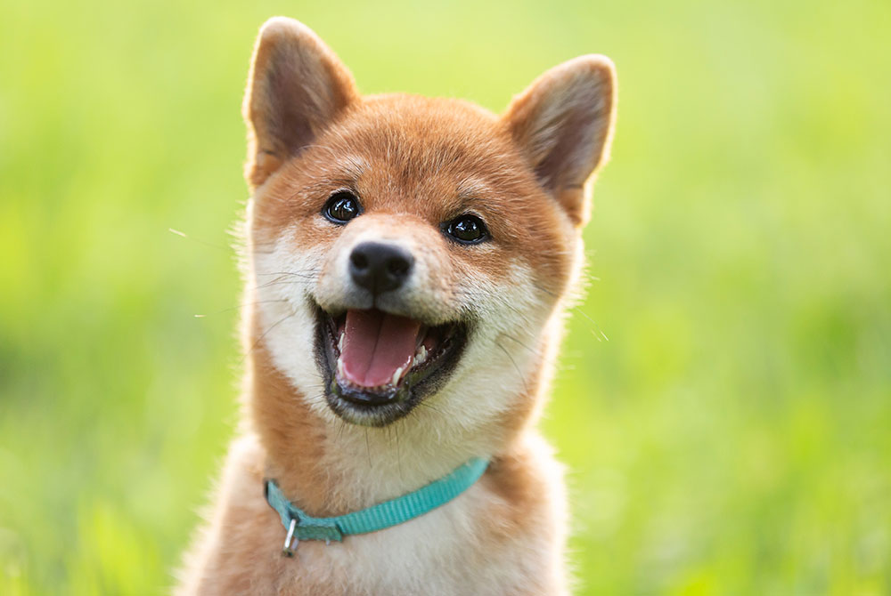 A happy Shiba Inu dog with a teal collar sits on a grassy lawn, against a blurred green background. With a joyful expression and mouth open, its playful and friendly demeanor could warm any veterinarian's heart.