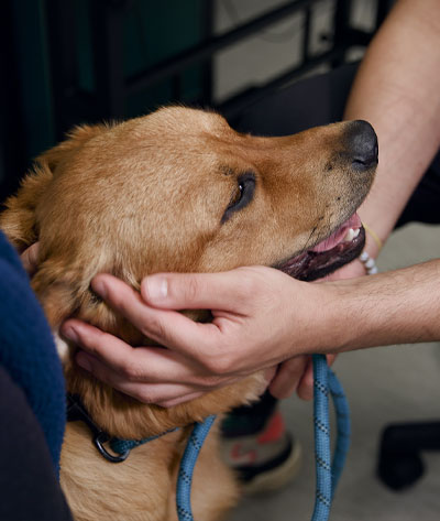 A person gently holds and pets a happy brown dog with a blue leash, indoors, after their visit to the veterinarian.