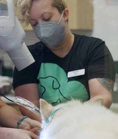 A veterinarian in a dark t-shirt with a green design tends to a white dog at the clinic. Masked and focused, they skillfully perform a medical procedure amidst the necessary equipment.