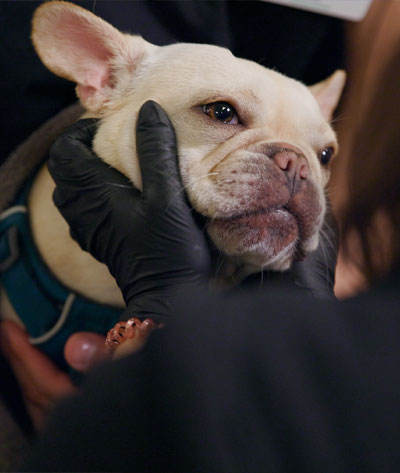 A French Bulldog wearing a teal collar is gently held by a veterinarian in black gloves. The dog looks calm and relaxed, surrounded by dark-colored clothing.