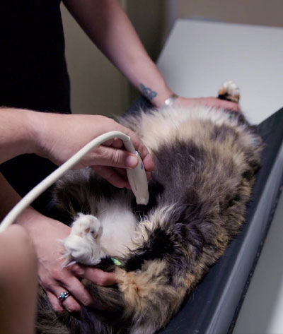 A fluffy cat lies on its back on a table for an ultrasound scan. A veterinarian holds the cat steady while another gently applies the ultrasound probe to its belly.