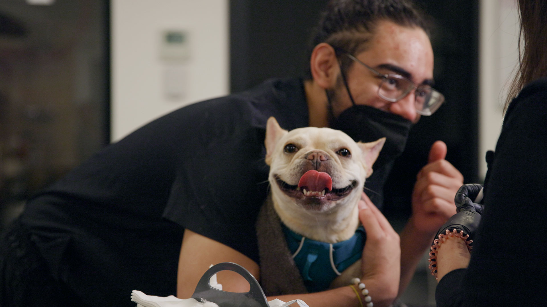 A smiling veterinarian wearing glasses and a face mask holds a happy French bulldog. The dog, in a blue harness with its tongue out, seems content in the vet's care. The background is a blurred indoor setting.