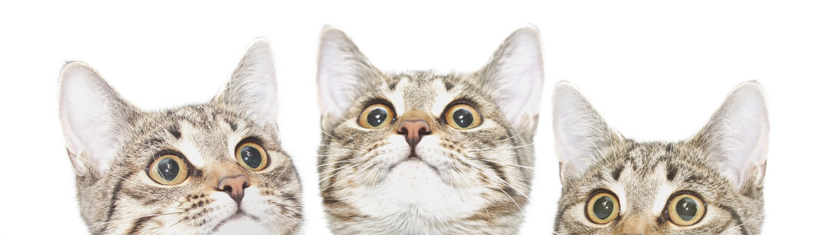 Three tabby cats with wide eyes and perked ears stare curiously ahead, as if posing for their first vet visit, against a white background.