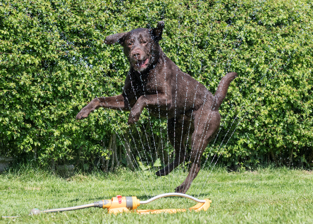 A joyful brown dog is leaping through a water sprinkler on a grassy lawn, as if celebrating a clean bill of health from the vet. The sprinkler sprays water in an arc, creating a playful atmosphere against the backdrop of lush green bushes.