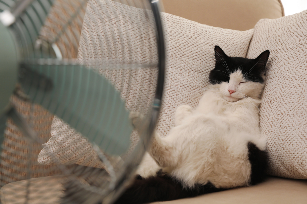 A black and white cat is comfortably lying on its back on a beige couch, resting its head on a patterned pillow. A large fan is in the foreground, gently circulating air around the relaxed feline, just as any vet would recommend for keeping pets cool and content.