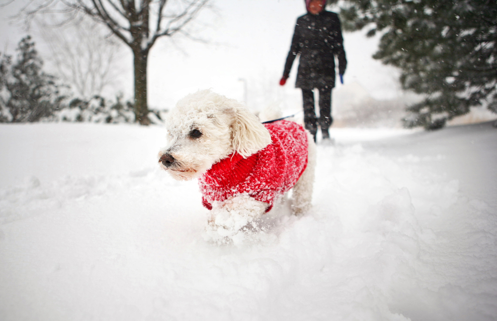 A small white dog, fresh from its vet check-up, confidently walks through deep snow in a red sweater, with snowflakes gently falling around. A person in a black coat follows closely in the background. Snow-covered trees line the peaceful path.