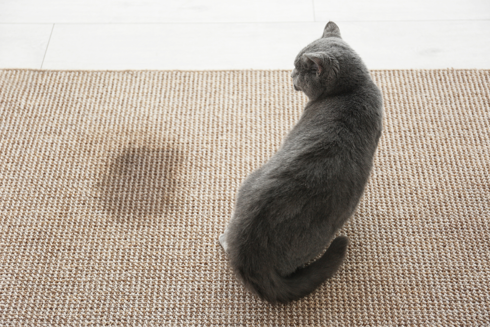 A gray cat sits on a light brown woven rug, curiously eyeing a small wet spot on the carpet, perhaps pondering its next visit to the vet. The setting is complemented by a light-colored floor in the background.