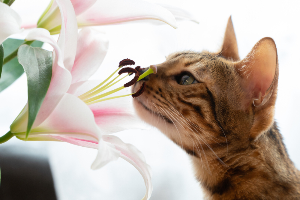 A brown tabby cat, recently checked by the veterinarian, closely sniffs the stamen of a pink and white lily. The background is softly blurred, highlighting the cat and flower.