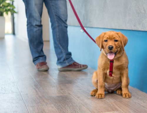 5 Tips to Prepare Your Pet for a Low-Stress Veterinary Visit