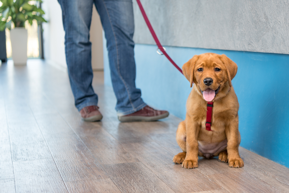 A happy brown puppy with a red harness sits on a wooden floor, eagerly looking at the camera. By its side, a person in jeans and brown shoes is standing, holding the leash, possibly preparing for a visit to the vet. The background features a blue and gray wall.