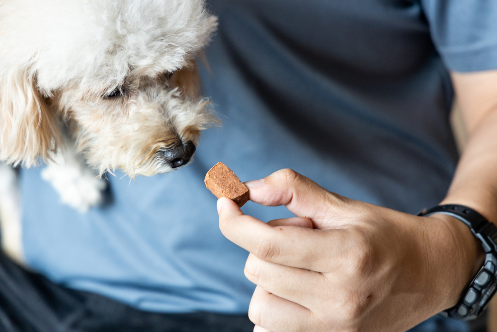 A small fluffy dog, perhaps recently examined by the vet, sniffs a treat held by a person wearing a blue shirt and a black wristwatch. The focus is on the dog's curious expression as it approaches the treat.