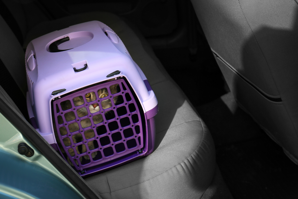 A cat is inside a purple pet carrier placed on the back seat of a car. The sun casts shadows inside the vehicle, highlighting the veterinarian-approved carrier and the cat's face peeking through the grid.