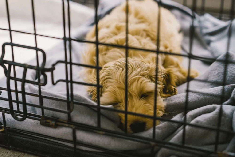 A small, fluffy dog is peacefully sleeping inside a metal crate on a soft, gray blanket. Recently checked by the vet, it looks comfortable and relaxed, with its eyes closed and head resting gently on the blanket.