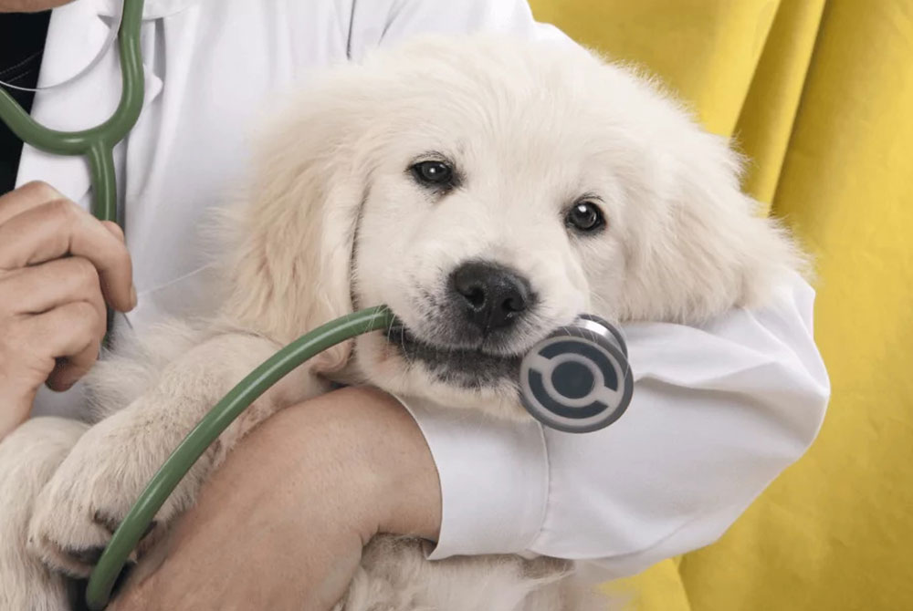 A fluffy golden retriever puppy playfully grips a stethoscope in its mouth while being held by a veterinarian in a white coat, set against a bright yellow background.