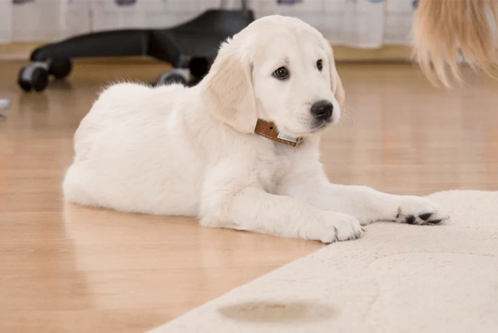 A fluffy white puppy with a brown collar lies on the hardwood floor, gazing attentively at a person, perhaps anticipating their next vet visit. A chair and a patterned curtain are in the background.