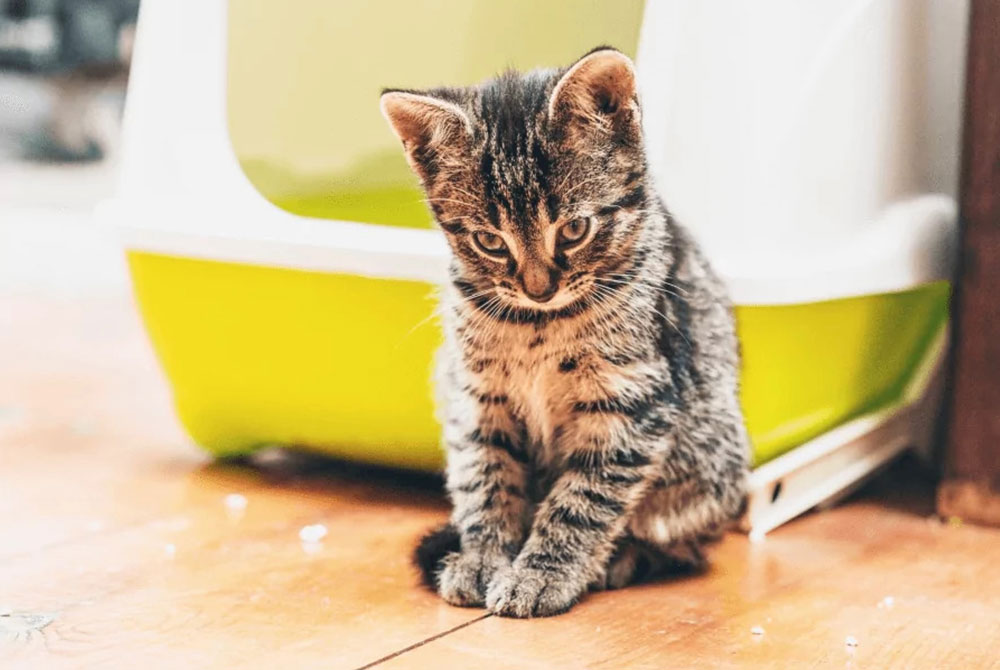 A small tabby kitten sits on a wooden floor, looking down. Behind it is a green and white litter box. The kitten's fur is striped with black and gray, its ears perked up as if listening for the veterinarian’s arrival.