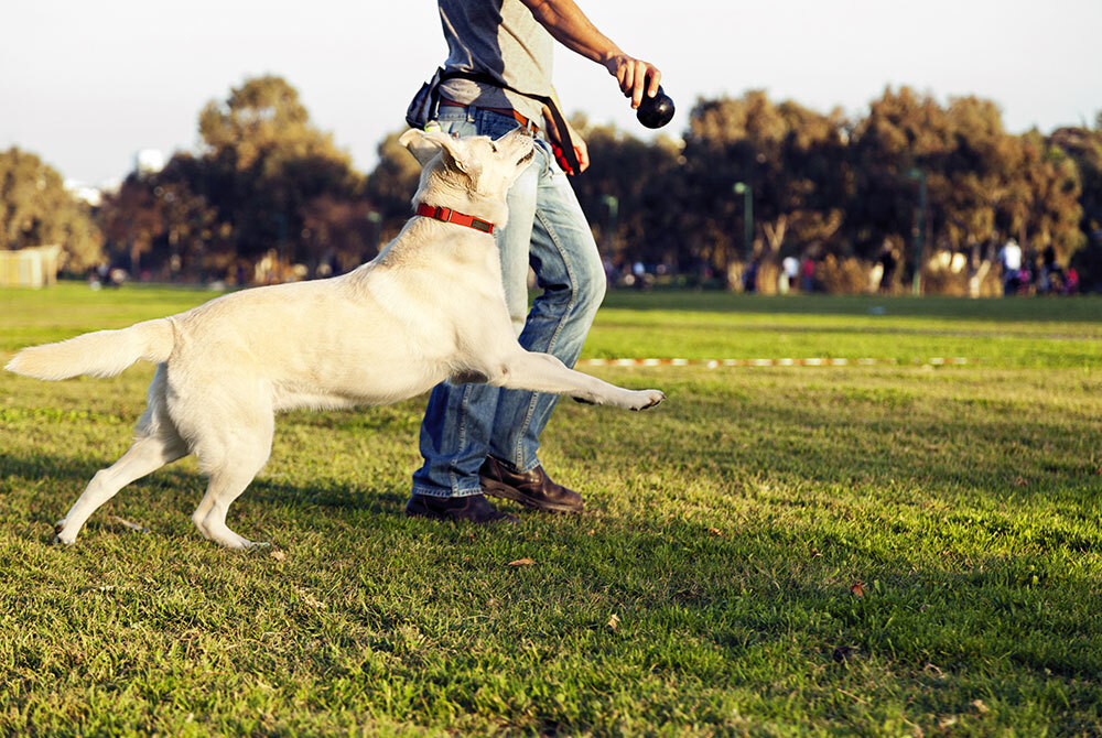 A yellow Labrador retriever eagerly leaps toward a person holding a black ball in a park. The person, who might be a vet in casual jeans and a gray shirt, stands on green grass with trees in the background.