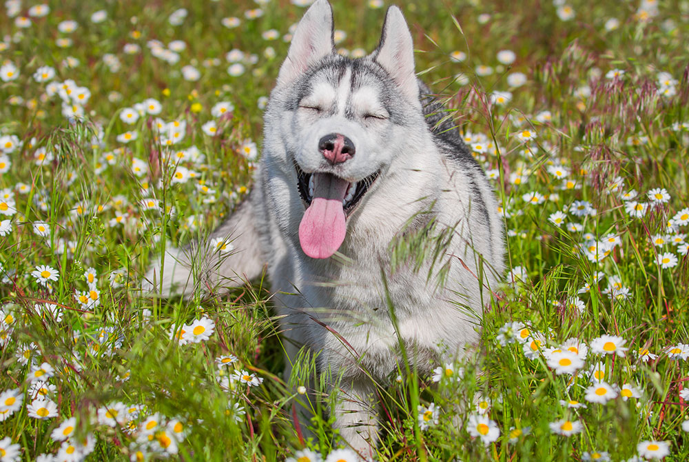 A happy Siberian Husky with its tongue out sits in a field of daisies and tall grass, eyes closed, basking in a sunny, vibrant floral landscape—kind of like how it feels after a vet visit when everything is perfectly healthy.