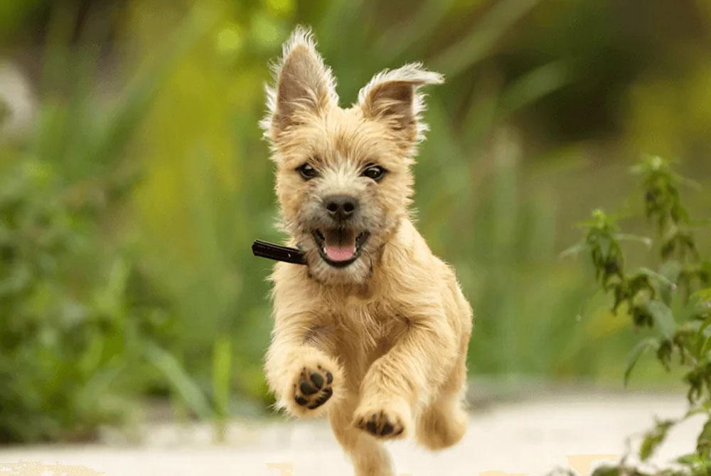 A small, fluffy dog joyfully runs toward the camera on a blurred green background, its ears perked up and mouth open as if smiling. Sporting a collar with a tag from the local vet, it exudes boundless happiness.