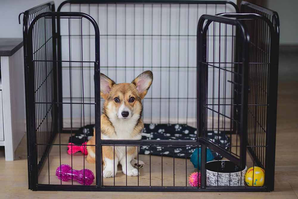 A small brown and white corgi sits inside a black metal playpen on a wooden floor, awaiting his next visit to the vet. Colorful toys, including a pink bone and yellow ball, are scattered around. A black and white blanket lines the floor of the pen.