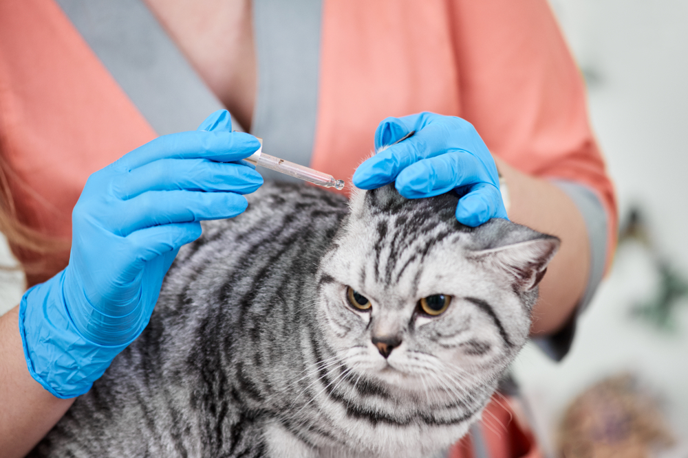 A person wearing blue gloves, like a seasoned veterinarian, applies flea treatment with a pipette to the neck of a silver tabby cat. The cat looks calm as it sits, receiving care from its owner.