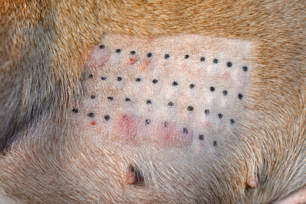 A patch of animal skin, possibly a dog, with shaved fur shows a grid of black dots from an allergy skin test conducted by the veterinarian. Some areas are red and inflamed, indicating allergic reactions assessed by the vet.