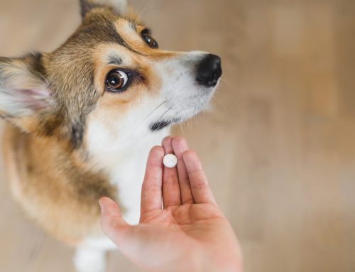 Avoiding the Battle: Tips for Pet Medication Success