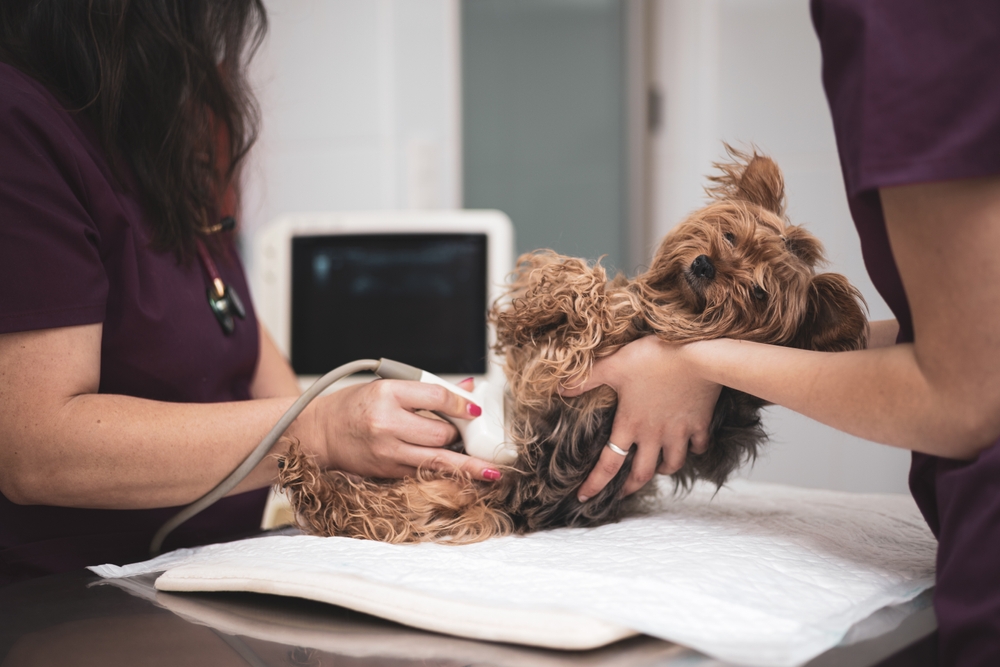 A small dog lies calmly on its back on an examination table as a veterinarian expertly performs an ultrasound. The vet gently holds the probe against its abdomen, while another professional provides support to ensure the procedure goes smoothly.