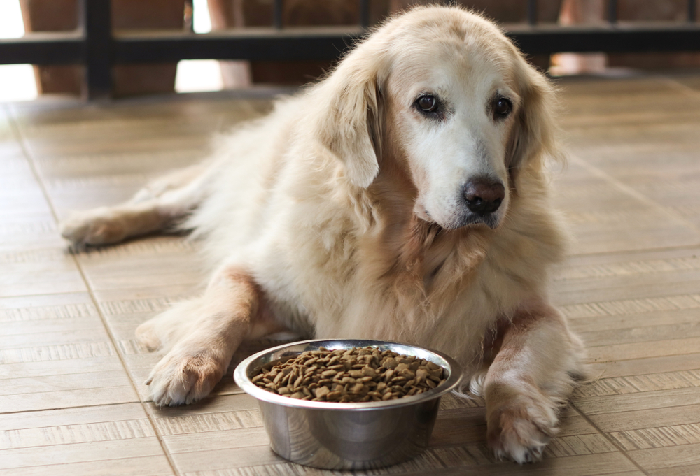 A fluffy golden retriever with a light coat is lying on a tiled floor indoors, looking ahead. In front of the dog is a metal bowl filled with dry kibble, just as recommended by the vet.