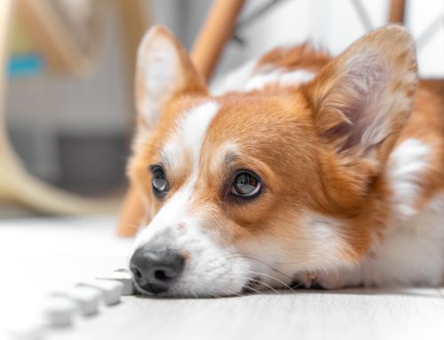Dog Vomiting: A Guide for Pet Owners