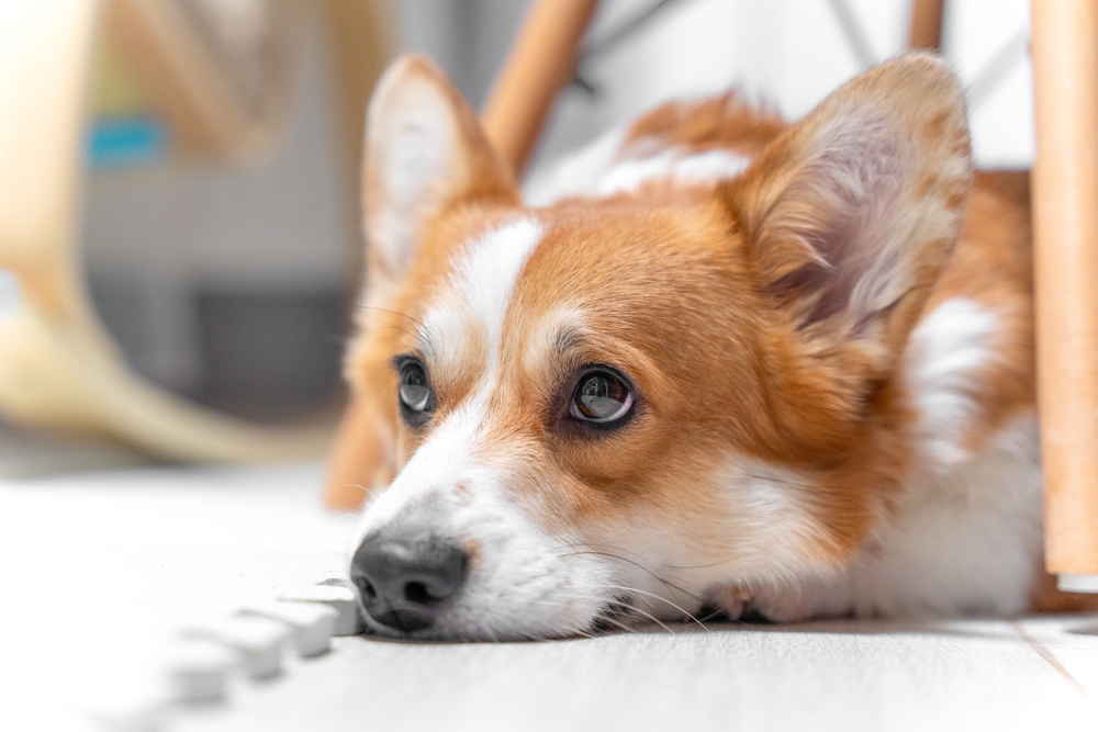 A brown and white corgi lies on a light-colored floor, resting its head down and gazing off to the side with a relaxed expression, as if waiting for its favorite veterinarian.