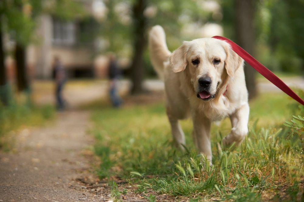 A golden retriever trots along a grassy path, connected to a red leash, heading towards the blurred silhouette of trees and a building where the vet's office is nestled.