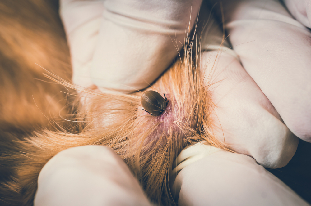 Gloved hands part fur to reveal a tick embedded in an animal's skin, under the watchful eye of a veterinarian.