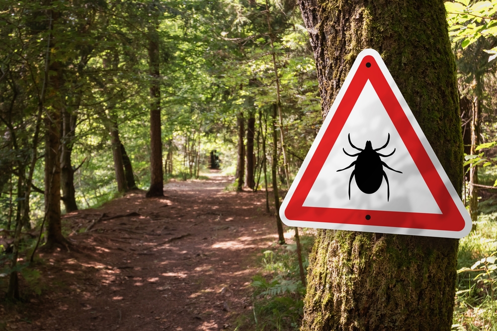 A sunlit forest path features a warning sign attached to a tree on the right. The triangular sign, often noted by veterinarians, has a red border and displays an illustration of a tick, advising caution for ticks in the area.