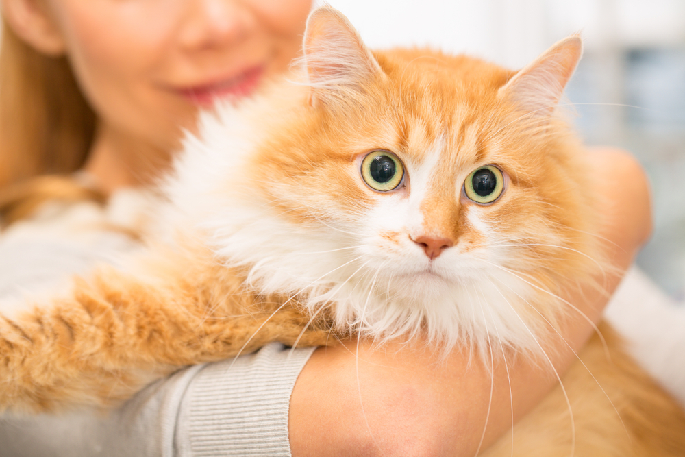 A fluffy orange and white cat with wide green eyes is being held in a veterinarian's arms. The person is smiling, but their face is partially out of focus, drawing attention to the cat's curious expression.