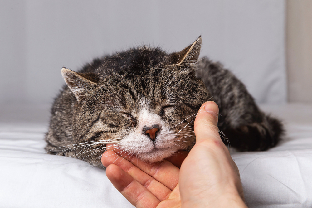 A fluffy tabby cat is peacefully sleeping on a white bed. A person's hand, possibly a caring vet, gently strokes the cat's chin, and the cat appears relaxed and content.