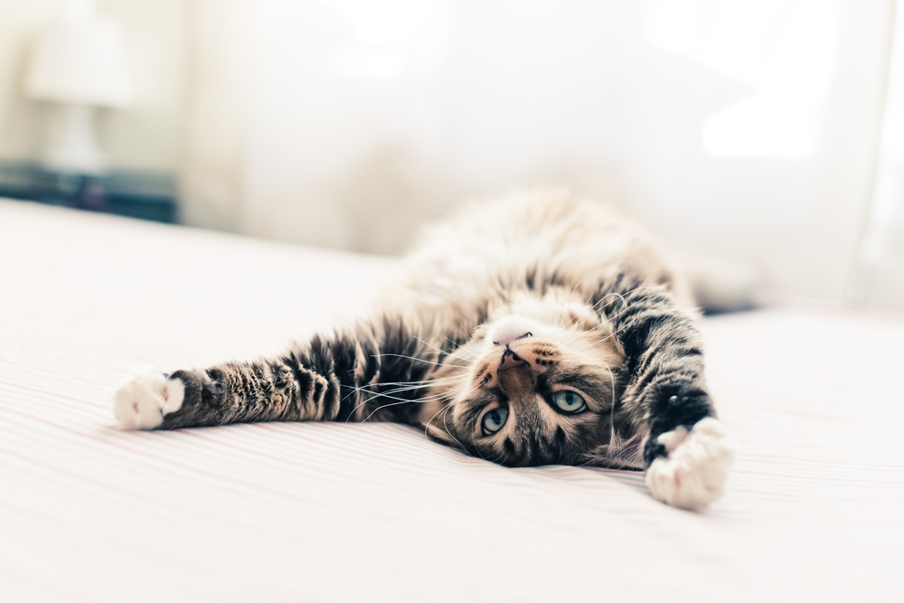 A fluffy, tabby cat with green eyes is lying on its back on a bed, stretching its front paws toward the sky. The softly blurred background, reminiscent of a veterinarian's cozy office, suggests a bright and comforting indoor setting.