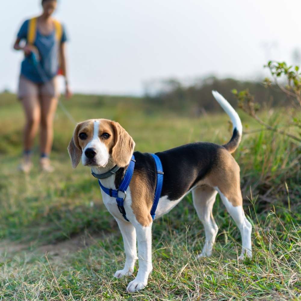 dog on a hike