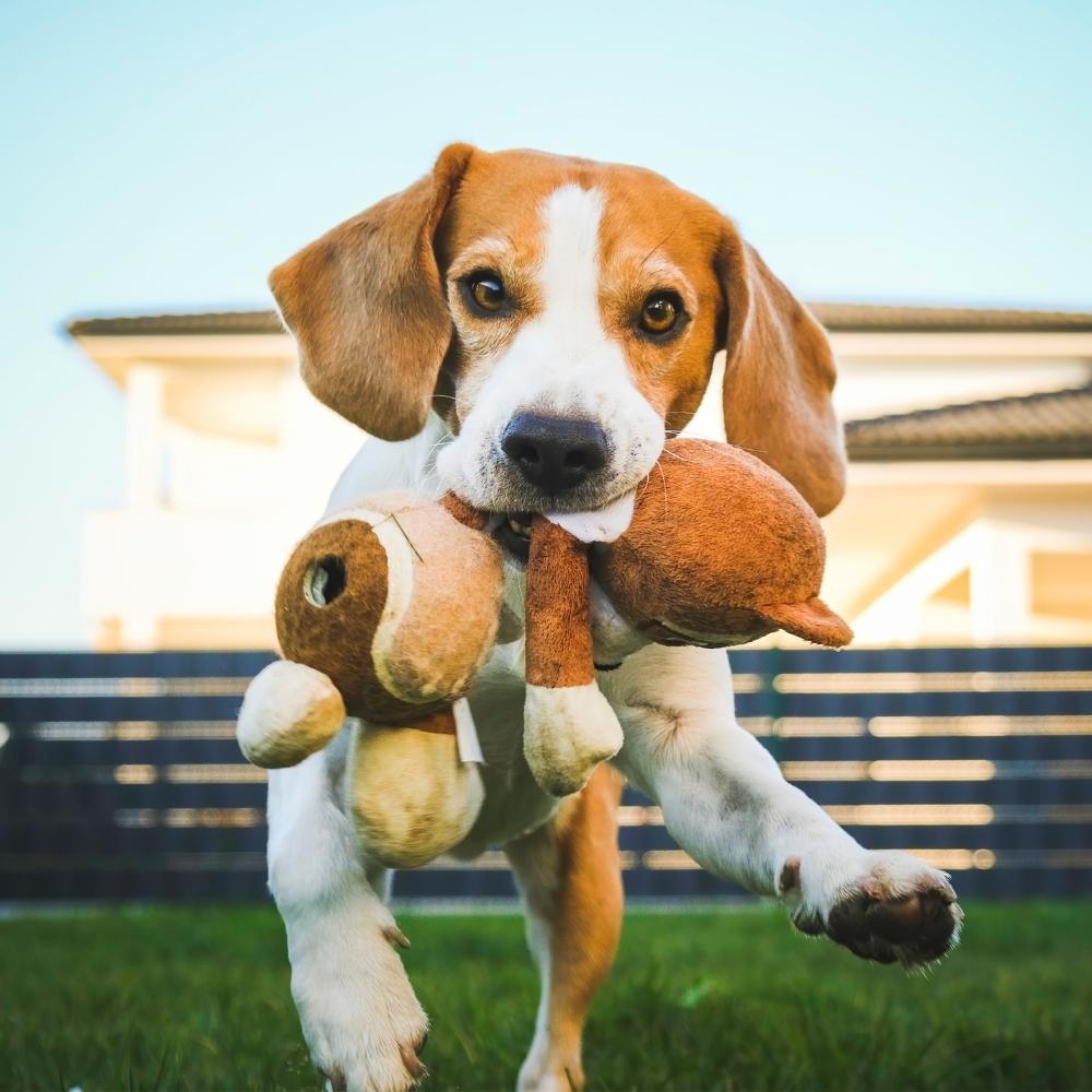 dog playing on the grass