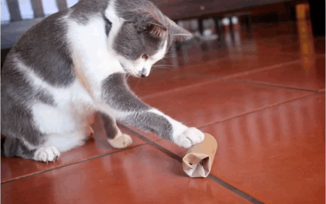 Cat plays with DIY enrichment toy