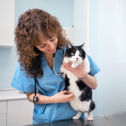 vet checking cat